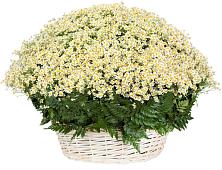 Цветочная композиция из Ромашки в корзине #REPLACE_PRED# Мингрельской
